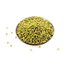 Plastic vietnam green mung bean Precios competitivos